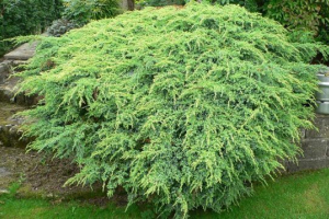 Декоративні дерева Декоративні дерева